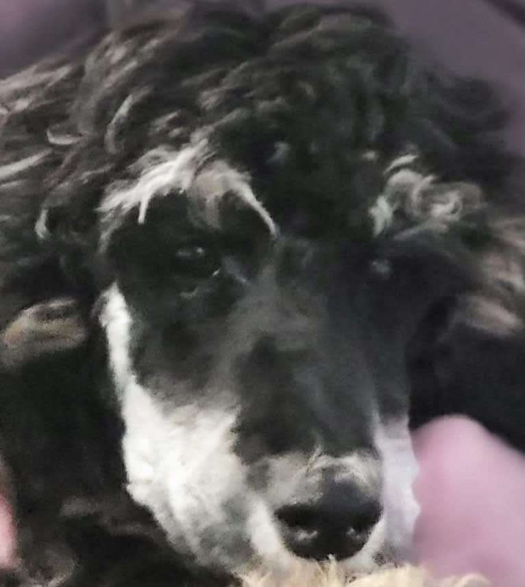 Tina, a Poodle tested with EmbarkVet.com
