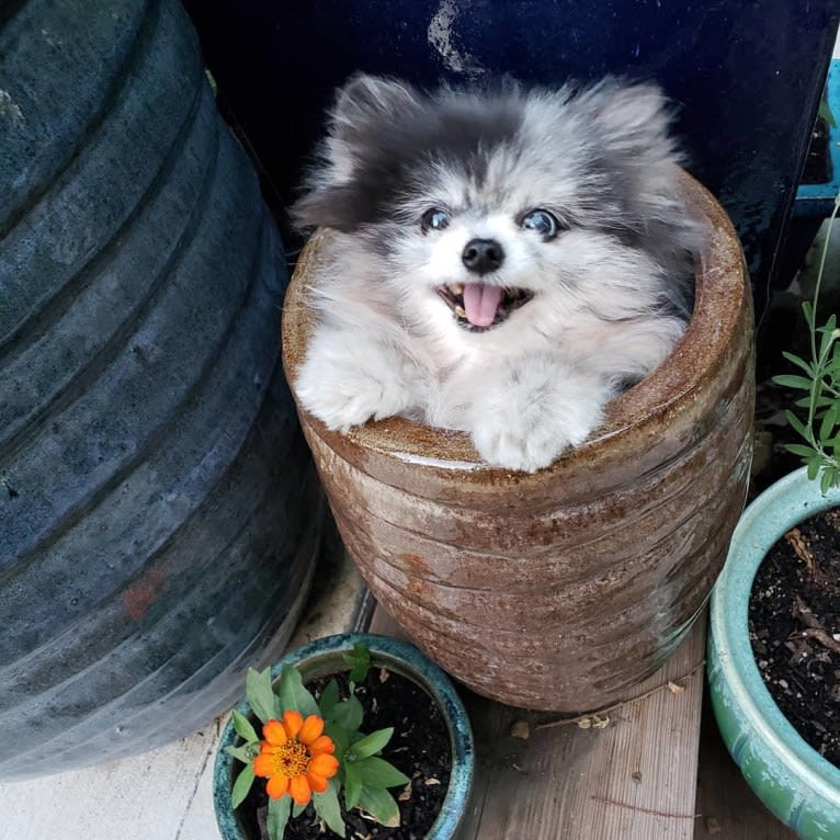 Ferris, a Pomeranian tested with EmbarkVet.com