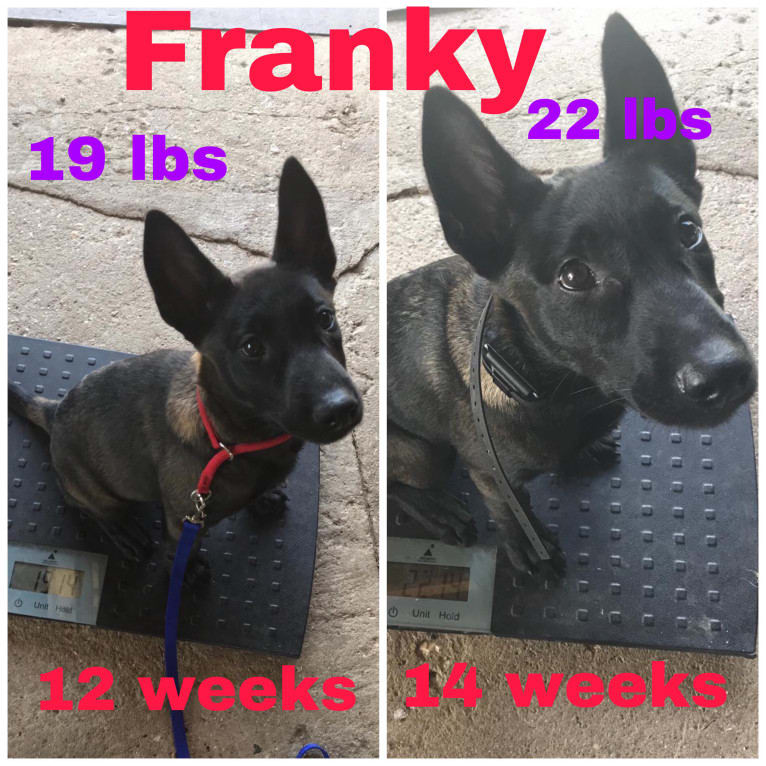 Franky, a Belgian Shepherd tested with EmbarkVet.com