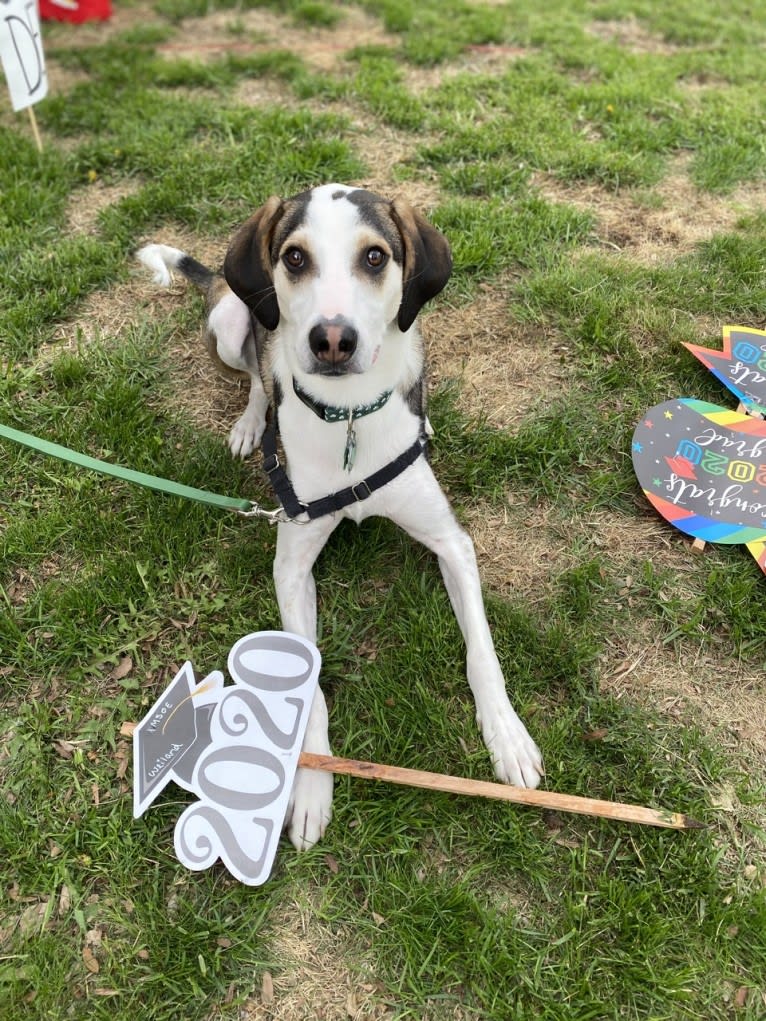 Ernie, a Treeing Walker Coonhound and Miniature/MAS-type Australian Shepherd mix tested with EmbarkVet.com