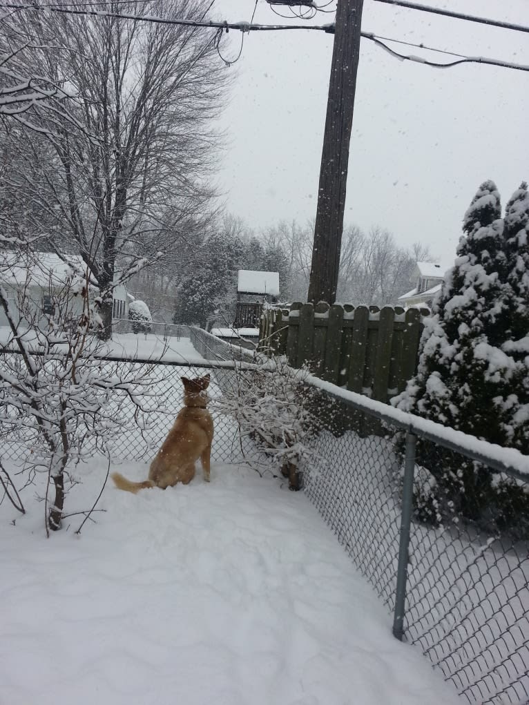 Duvel, a Siberian Husky and German Shepherd Dog mix tested with EmbarkVet.com