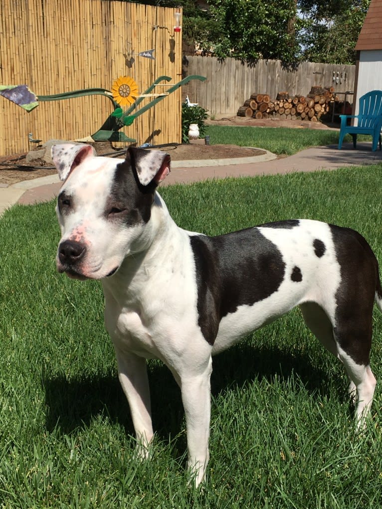 Remi, an American Pit Bull Terrier and American Staffordshire Terrier mix tested with EmbarkVet.com