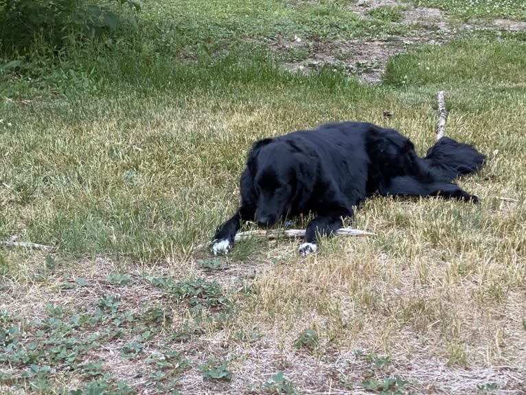 Care Bear Ross, a Labrador Retriever and Australian Cattle Dog mix tested with EmbarkVet.com