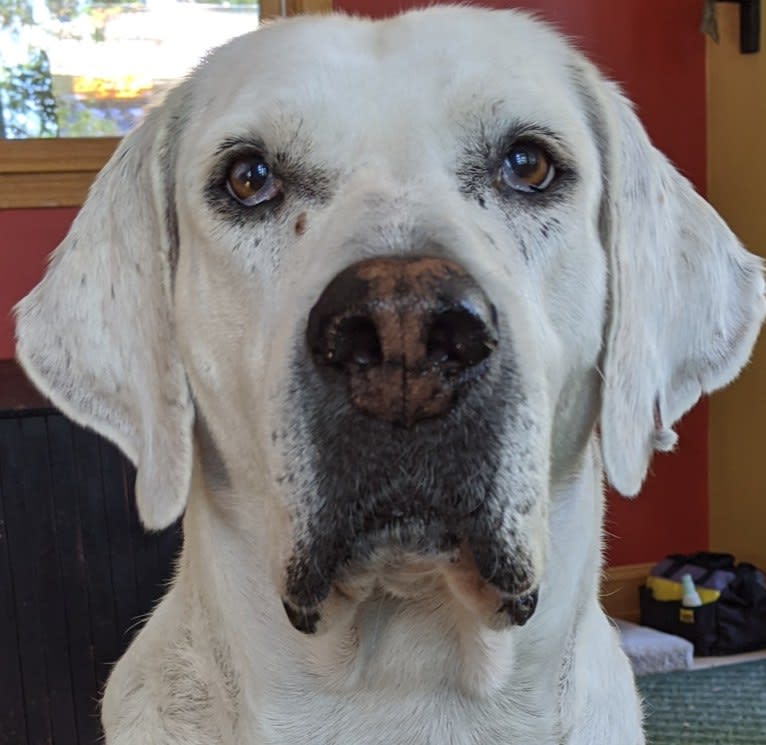 Lincoln, an English Foxhound tested with EmbarkVet.com