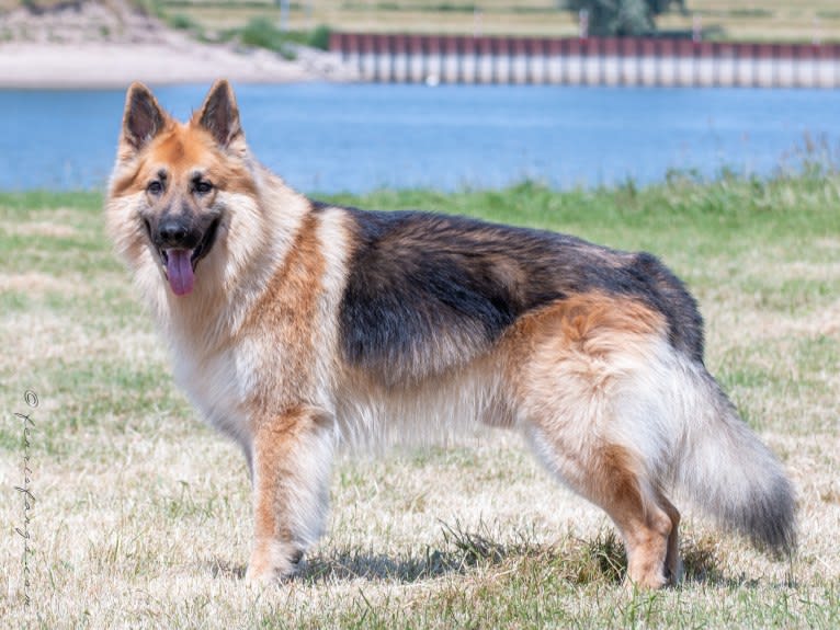 IROH, a German Shepherd Dog tested with EmbarkVet.com