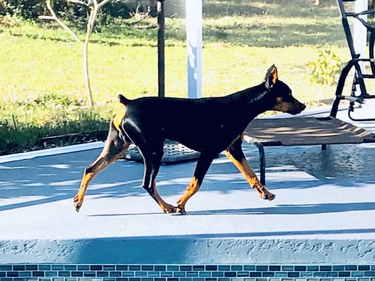 Allania Grand Zeus, a German Pinscher tested with EmbarkVet.com