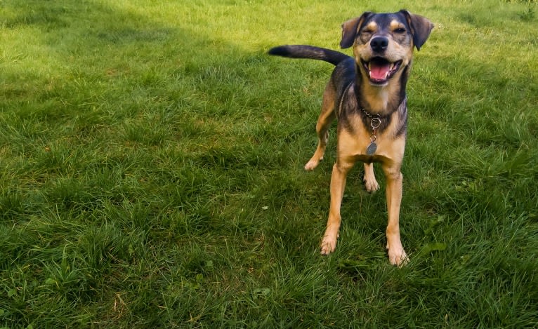 Medutis (Little Honey), an Eastern European Village Dog tested with EmbarkVet.com