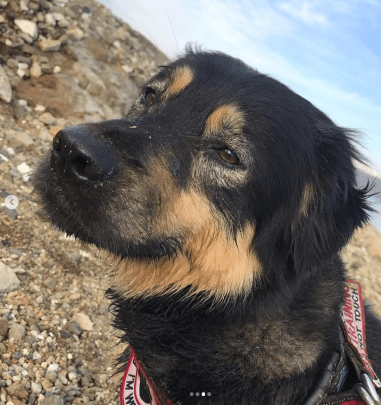 Roxy, an American Pit Bull Terrier and Chow Chow mix tested with EmbarkVet.com