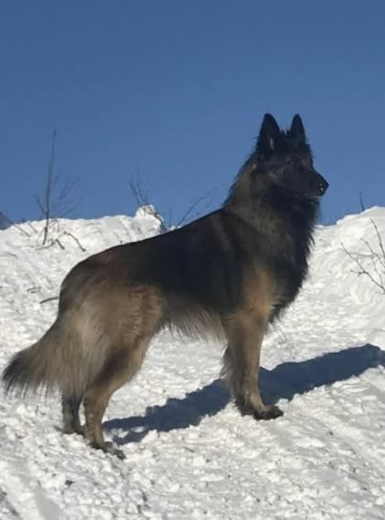 Shine, a Belgian Shepherd tested with EmbarkVet.com