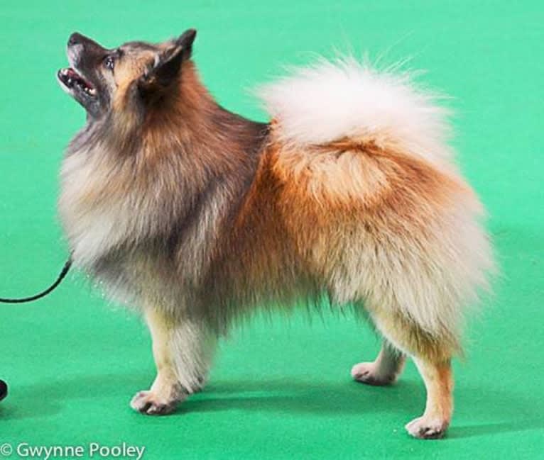 Indy, a German Spitz tested with EmbarkVet.com