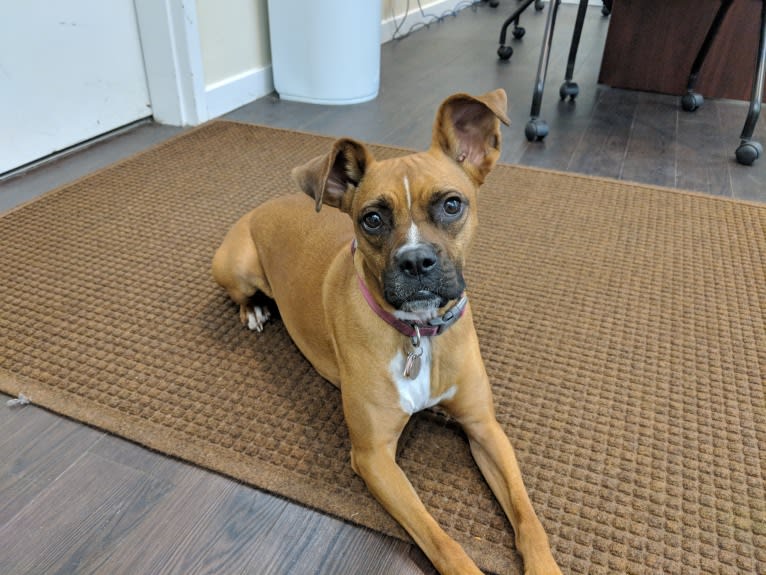 Olive, a Boxer and Miniature Schnauzer mix tested with EmbarkVet.com