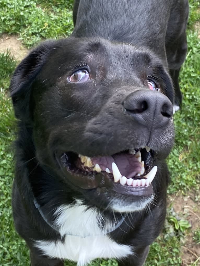 Fredo, an American Pit Bull Terrier and English Springer Spaniel mix tested with EmbarkVet.com