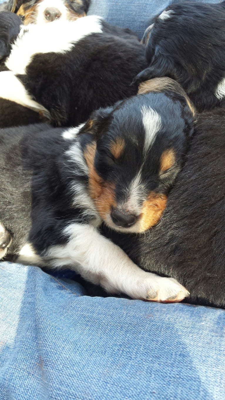 Jebediah Raphael, an English Shepherd tested with EmbarkVet.com