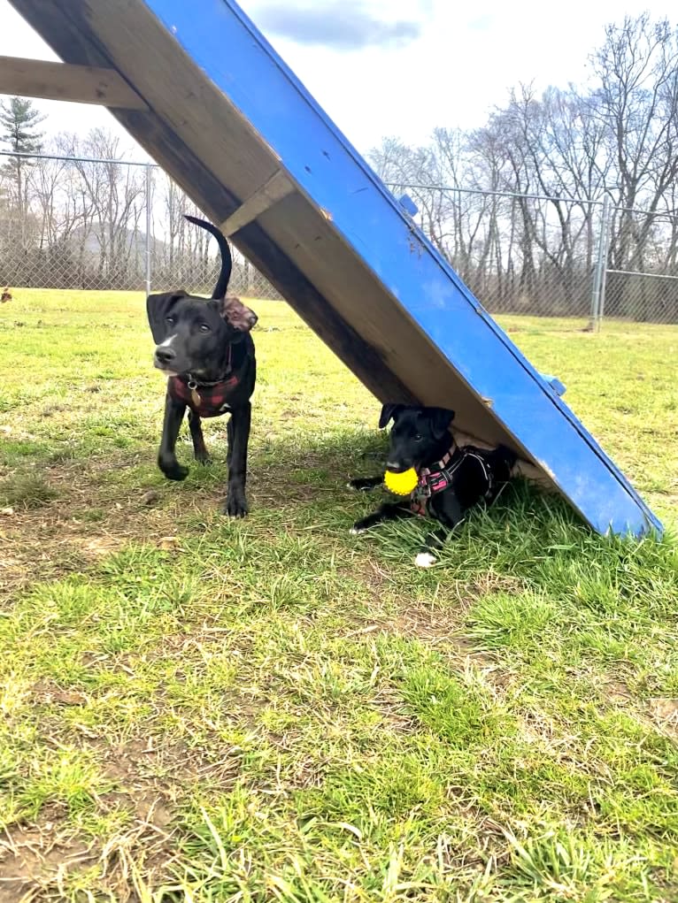 Luna, a Mountain Cur and Russell-type Terrier mix tested with EmbarkVet.com