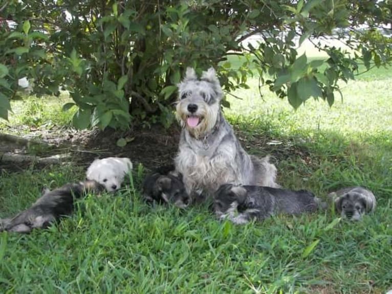 Sailor, a Miniature Schnauzer tested with EmbarkVet.com