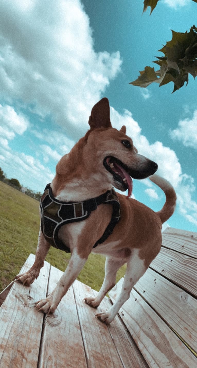 Nancy, a Chihuahua and Great Pyrenees mix tested with EmbarkVet.com