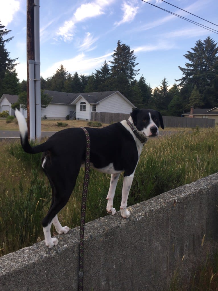 NicKenzie, an American Pit Bull Terrier and English Shepherd mix tested with EmbarkVet.com