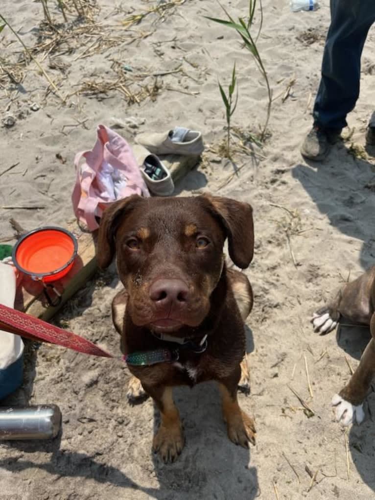 Bustelo, an American Pit Bull Terrier and Australian Cattle Dog mix tested with EmbarkVet.com