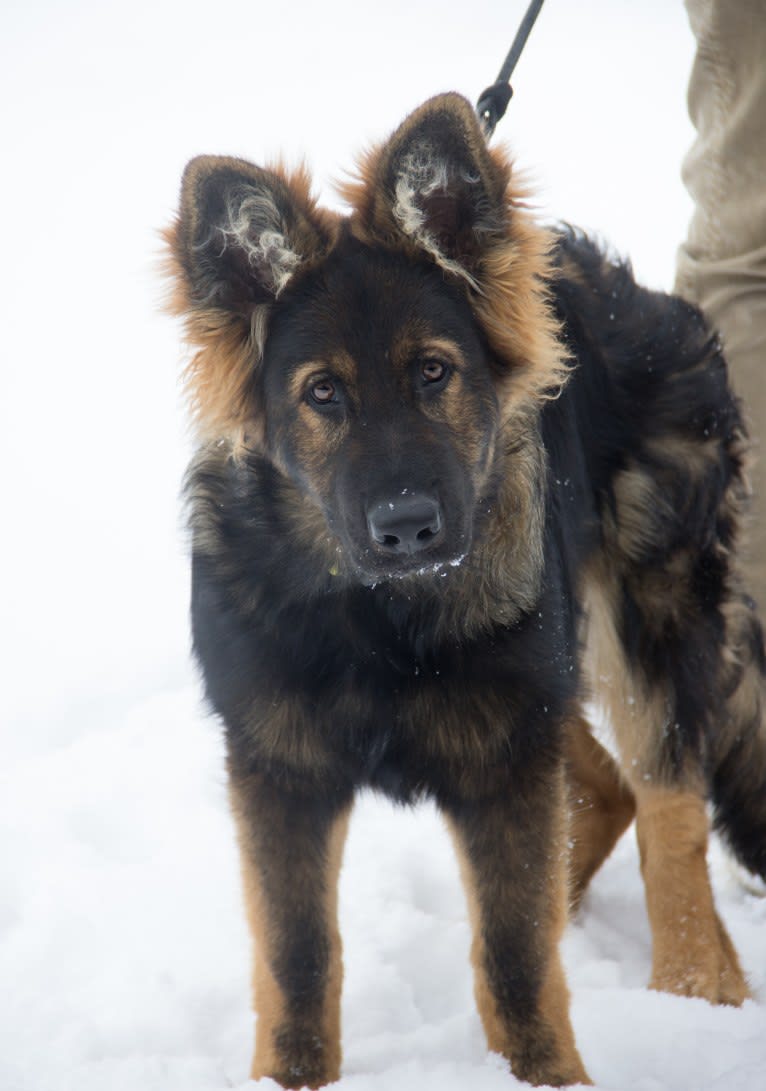 Photo of Xenavi, a German Shepherd Dog  in Warsaw, Poland
