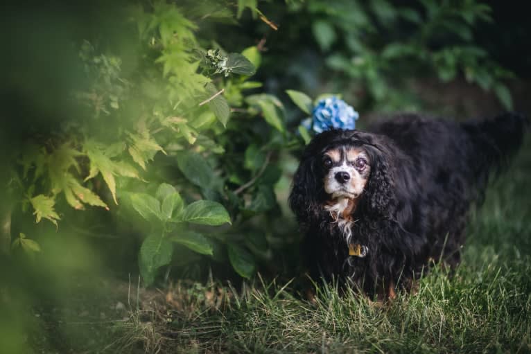 Barkley Valentine, a Cavalier King Charles Spaniel tested with EmbarkVet.com