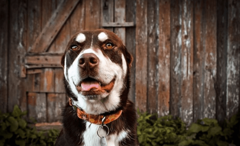 Brownie, a Siberian Husky and American Pit Bull Terrier mix tested with EmbarkVet.com