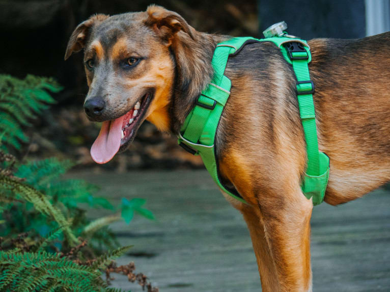 Gromit, an Australian Kelpie and Shih Tzu mix tested with EmbarkVet.com