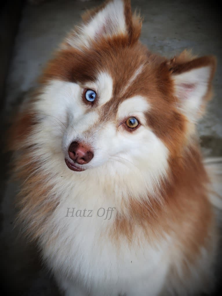 Rocco, a Pomsky tested with EmbarkVet.com