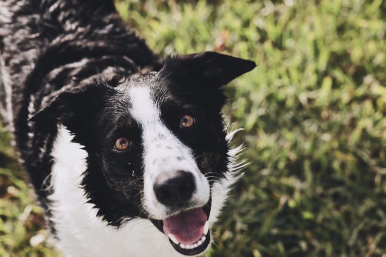 Gypsy, a Border Collie tested with EmbarkVet.com