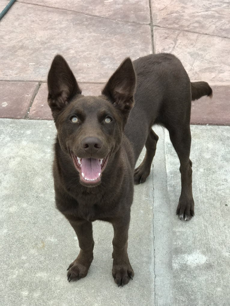 Hennessy, a Siberian Husky and Weimaraner mix tested with EmbarkVet.com