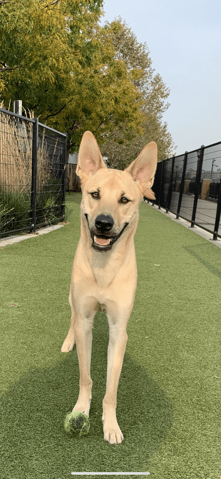 Leo, a Chow Chow and American Pit Bull Terrier mix tested with EmbarkVet.com