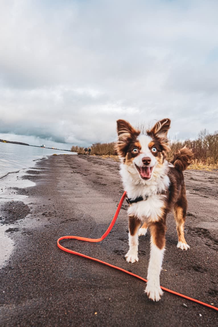 Ludo, an Australian Shepherd tested with EmbarkVet.com