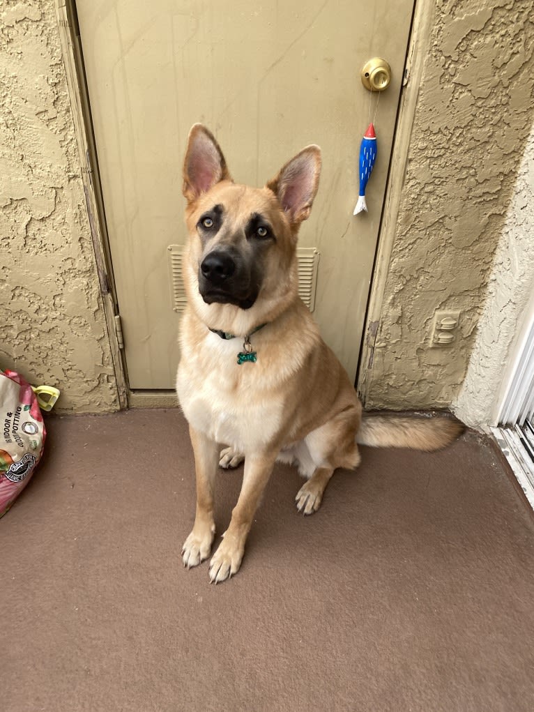 Boban, a German Shepherd Dog and Great Pyrenees mix tested with EmbarkVet.com