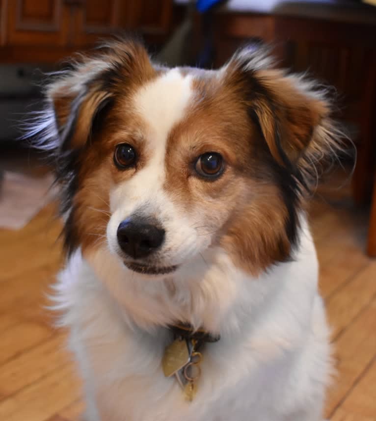 Cooper, an Australian Cattle Dog and Shih Tzu mix tested with EmbarkVet.com