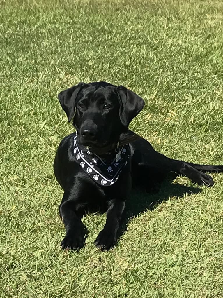 Gallatin, a Labrador Retriever tested with EmbarkVet.com