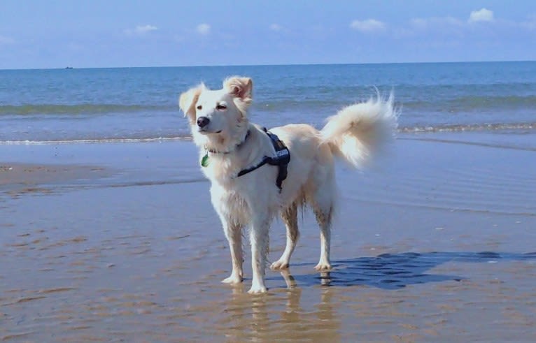 Max, an Eastern European Village Dog tested with EmbarkVet.com
