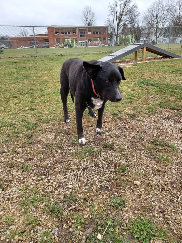 Mandy, a Siberian Husky and Golden Retriever mix tested with EmbarkVet.com