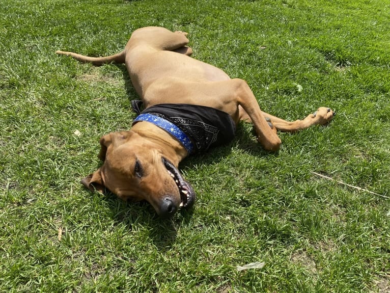 Penny, a Black and Tan Coonhound and Redbone Coonhound mix tested with EmbarkVet.com