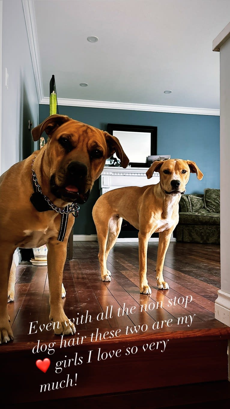 Her name is Sage, an American Bulldog and Labrador Retriever mix tested with EmbarkVet.com
