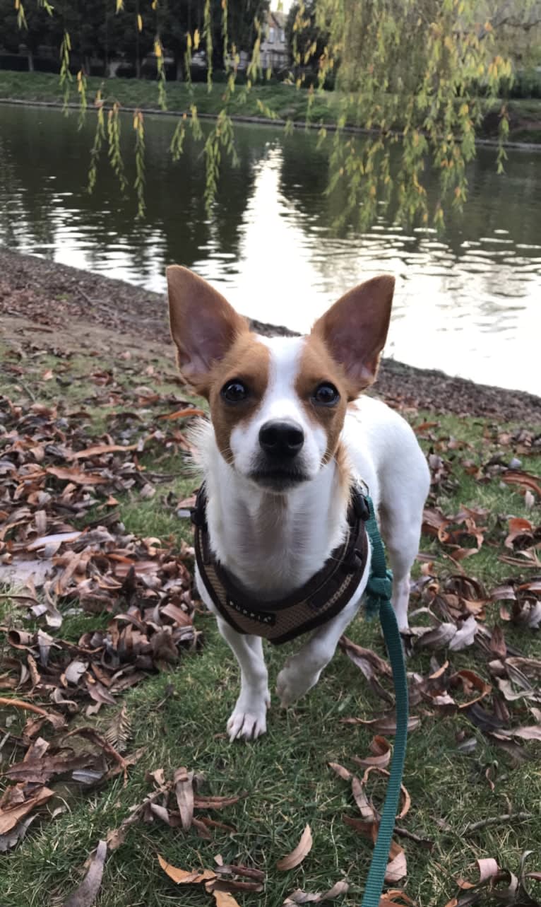 Balto, a Chihuahua and Dachshund mix tested with EmbarkVet.com