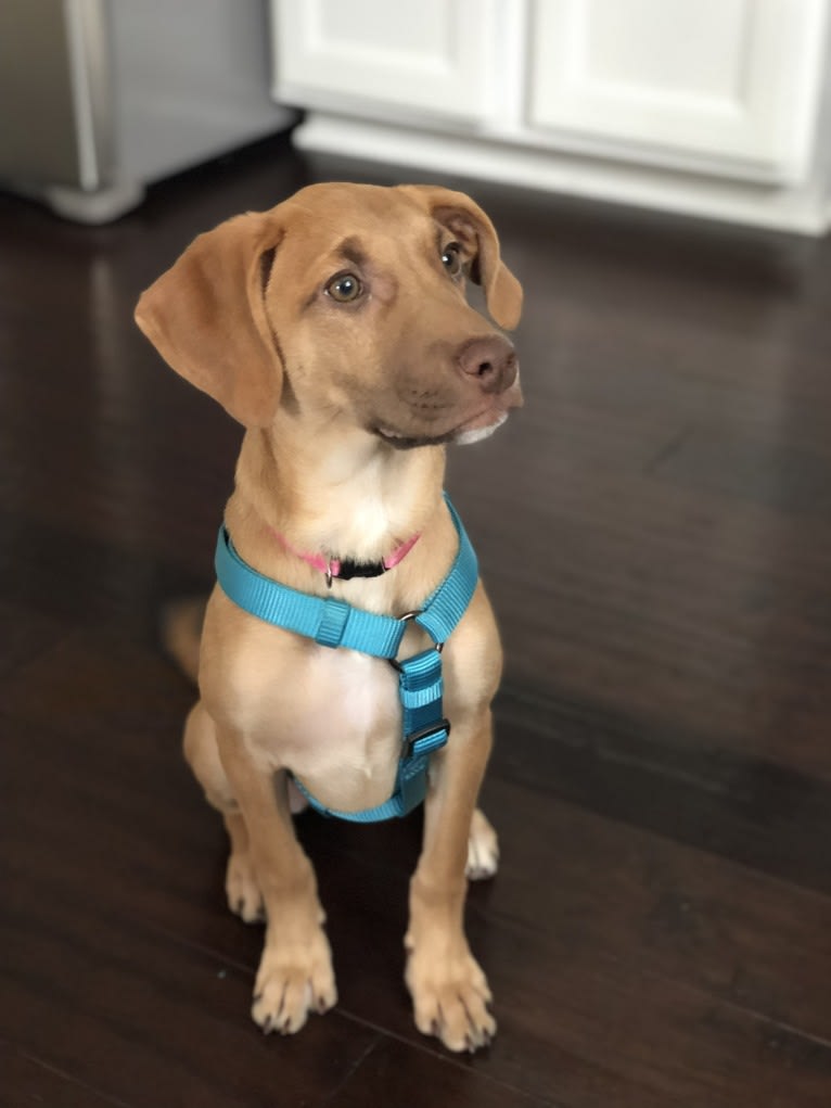 Lola, a Labrador Retriever and Boxer mix tested with EmbarkVet.com