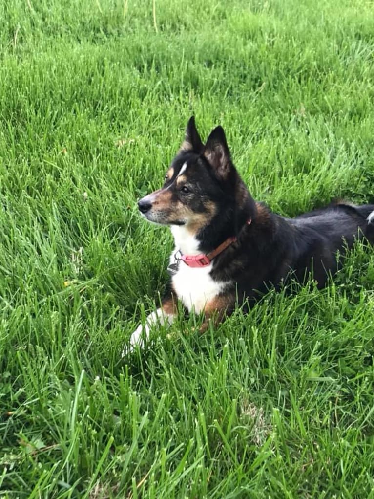 Daisy, a Russell-type Terrier and Siberian Husky mix tested with EmbarkVet.com