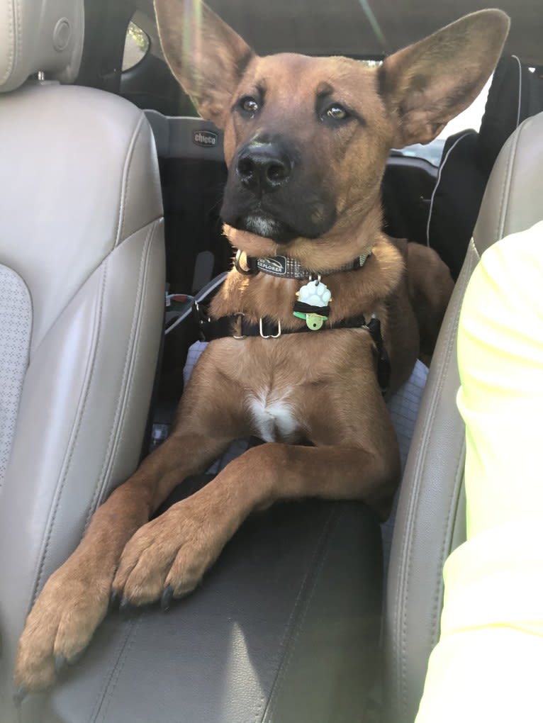 Charlie, a Rottweiler and Alaskan Malamute mix tested with EmbarkVet.com