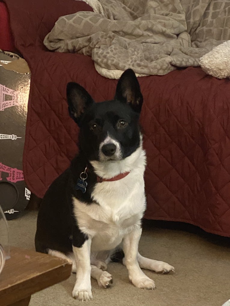 Cooper, a Pembroke Welsh Corgi and Russell-type Terrier mix tested with EmbarkVet.com