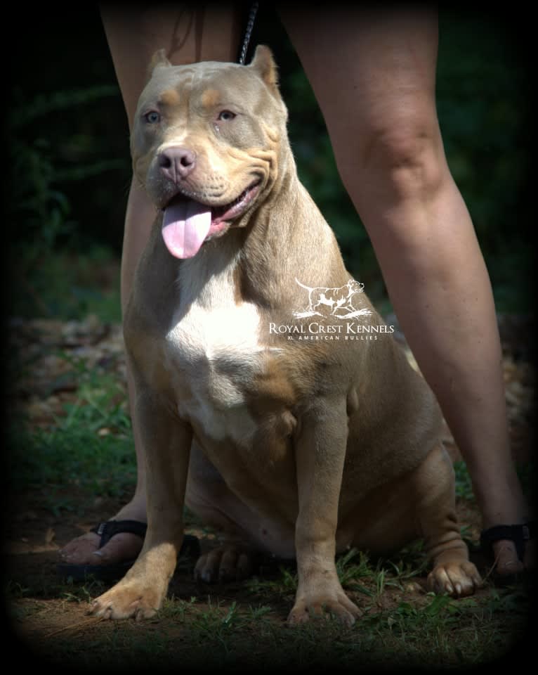 QUEEN, an American Bully tested with EmbarkVet.com