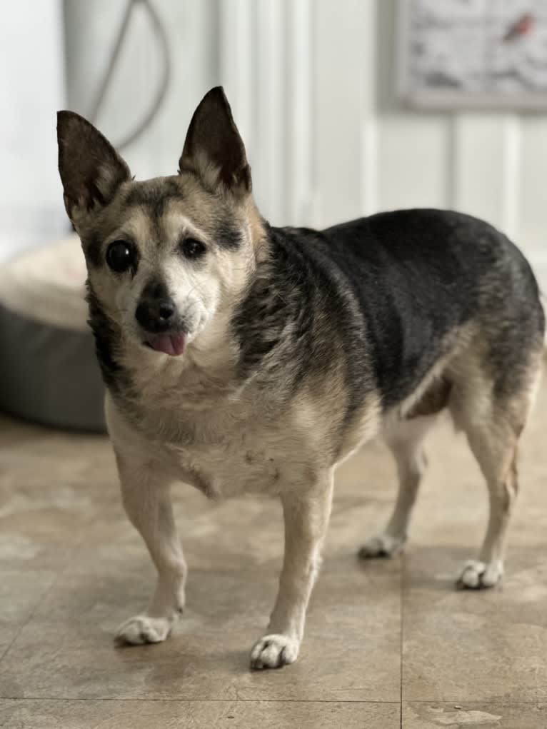 Midge, a Chihuahua and Australian Shepherd mix tested with EmbarkVet.com