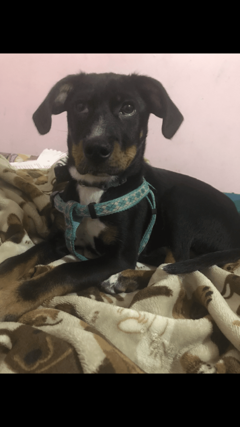 River, a Beagle and Chihuahua mix tested with EmbarkVet.com