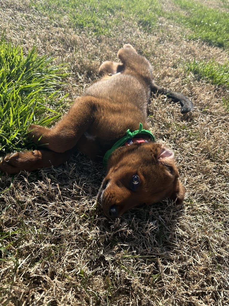 kodak, a Labrador Retriever and Rottweiler mix tested with EmbarkVet.com