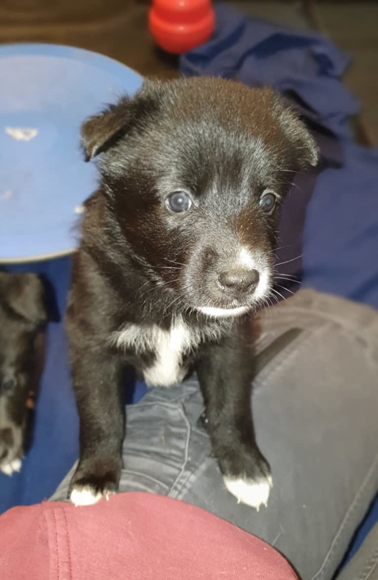 Chesley, a Canaan Dog tested with EmbarkVet.com