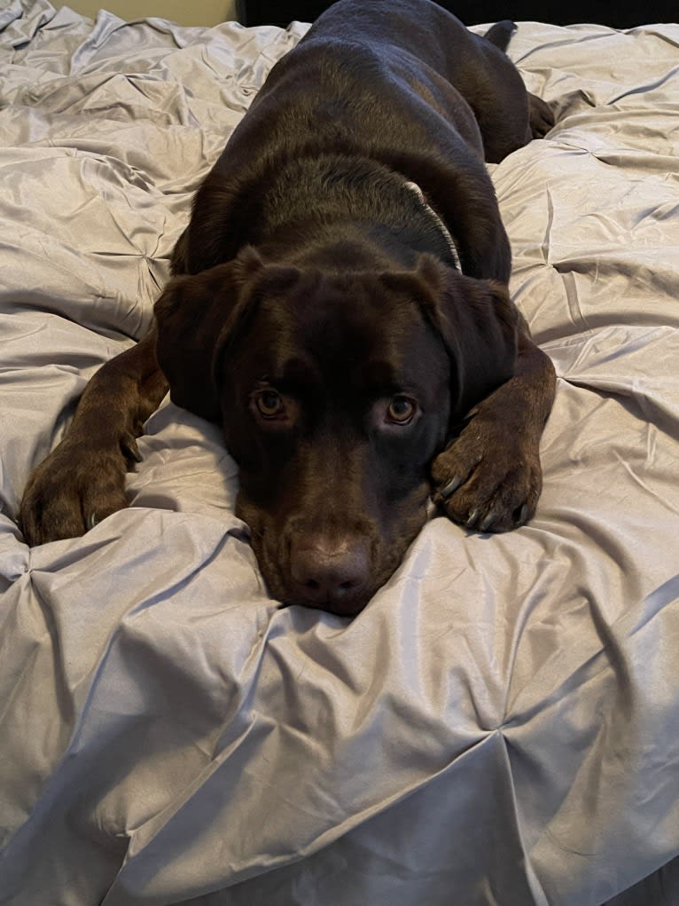 Harper, a Labrador Retriever tested with EmbarkVet.com