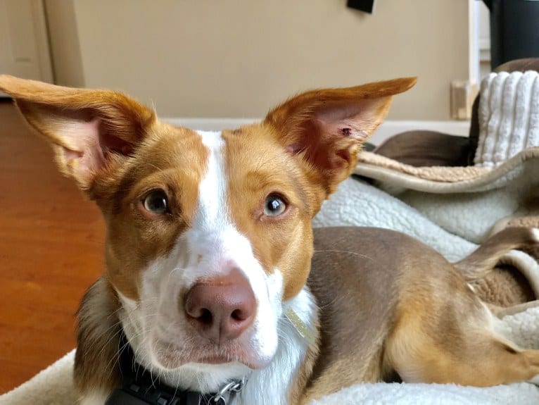 Roxy, a Beagle and Labrador Retriever mix tested with EmbarkVet.com